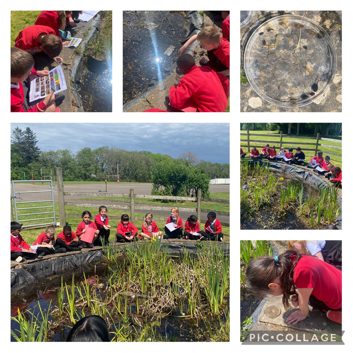 Llan_Prim_Sch's tweet photo. 3M spent a wonderful afternoon in the sunshine pond dipping - exploring the aquatic habitat and finding answers to their long standing question… “does anything actually live in the school pond!?” #childled #enquiry @_OLW_ @CSCJES https://t.co/lZQS1uxdqi