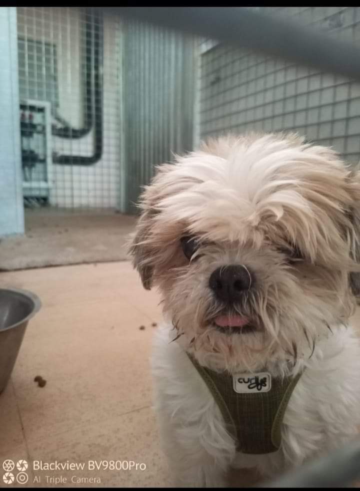 SosAbuelos1's tweet photo. Shih tzu de 14 añitos en la perrera, su dueña en cuidados paliativos la pobre mujer y la familia no quiere al perro, con lo cual lo han llevado a la perrera.
 
Hace falta acogida, adopcion o prote que se haga cargo 

SOLO MADRID.
irina.animalessinhogar@gmail.com https://t.co/MYxgRguSLT