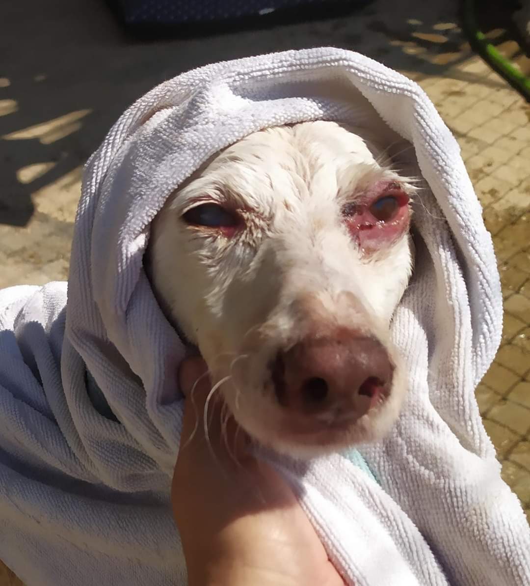 Alma tiene alergia grande, vive en el campo en un refugio,y no aguanta ese clima
Su albinismo hace daño a su piel y ojos, necesita vivir en la ciudad 😢
Le pica, y se hace heridas en los ojos 😢
Su leishmania está controlada, pero su cuerpo no aguanta, se muere
652813071
Málaga