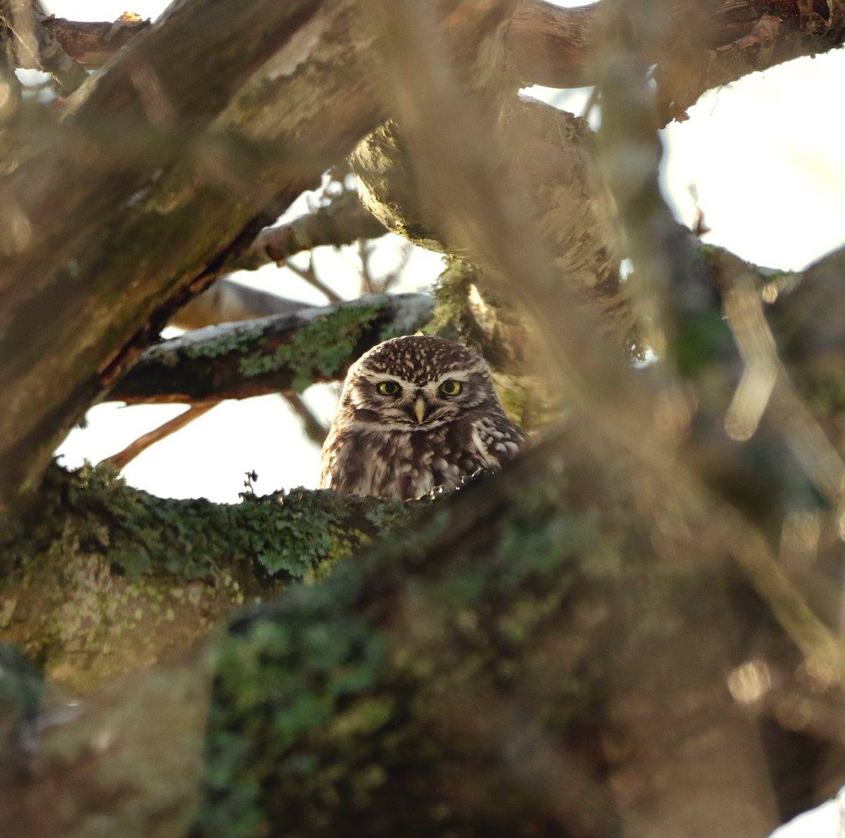 Little Owl peeking through the branches 🦉

#TwitterNatureCommunity #littleowl #BBCWildlifePOTD #owls #birds #birding #BirdsSeenIn2022 #photography <a href="/BBCSpringwatch/">BBC Springwatch</a>