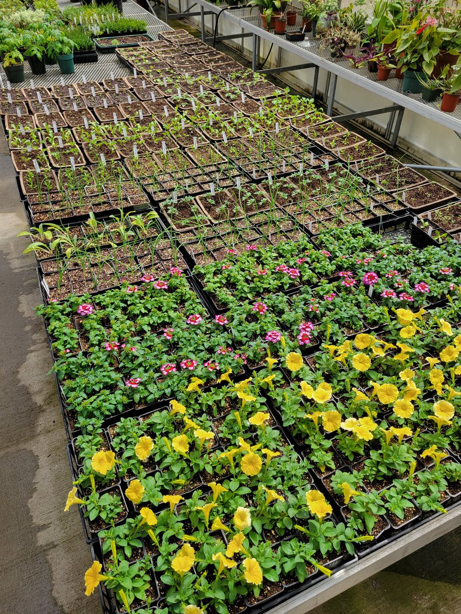 kjtenwolde's tweet photo. Getting the annuals ready for summer over here in the nursery! @MUNBotGarden https://t.co/RfhDltKKwH
