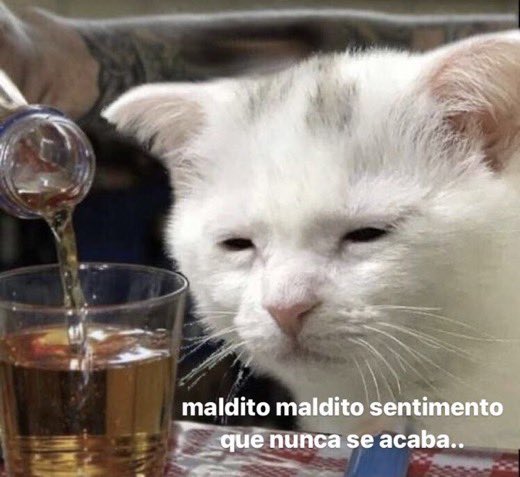 animaisfrases_'s tweet photo. https://t.co/Wm7Em28KVD