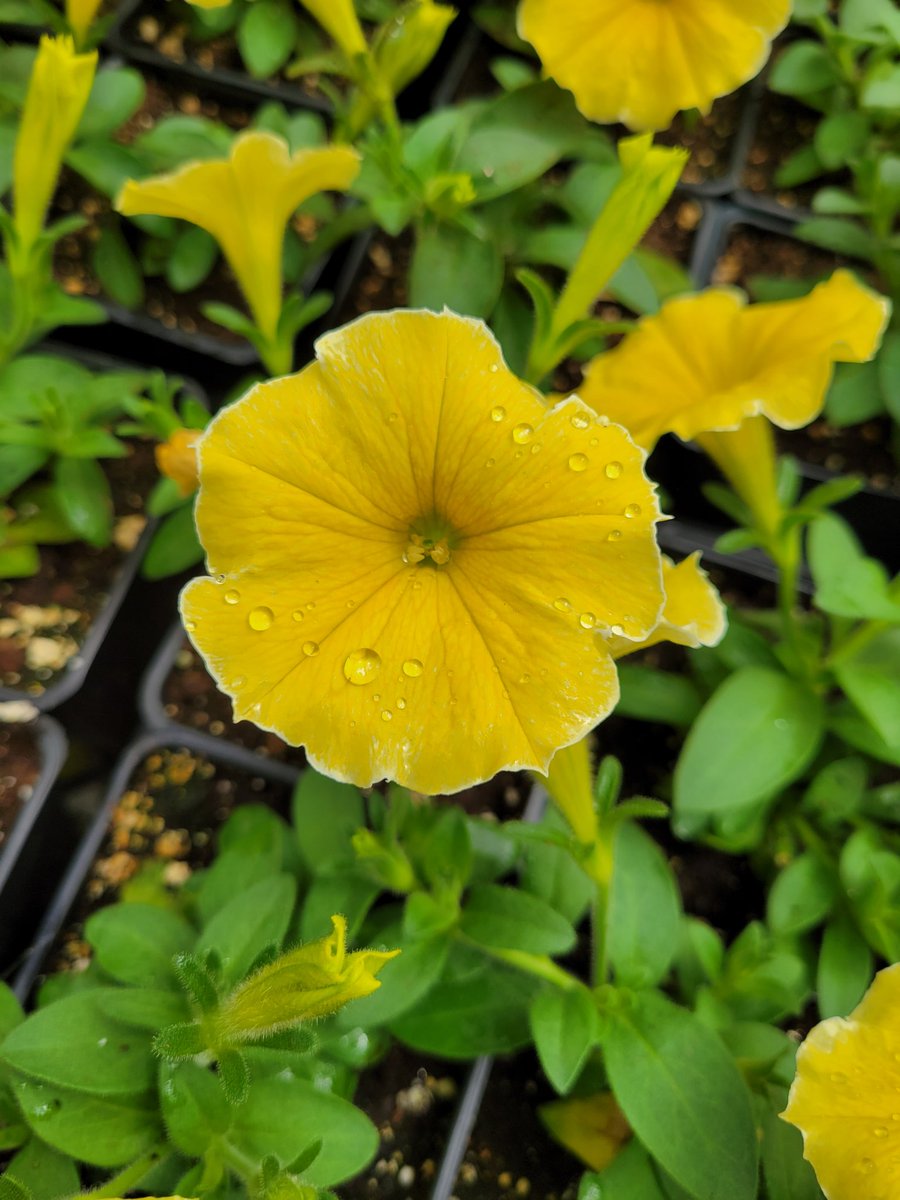 kjtenwolde's tweet photo. Getting the annuals ready for summer over here in the nursery! @MUNBotGarden https://t.co/RfhDltKKwH