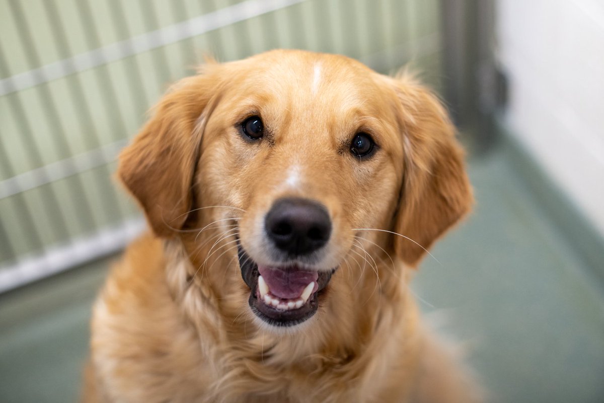 Animal_HumaneMN's tweet photo. Meet Izzy. π With a heart of gold and a friendly demeanor, this Golden Retriever is sure to be a trustworthy companion. Get to know her: https://t.co/NG6Ukb2QMR
#DogsofAHS #adoptabledog #shelterdog #dogsofmsp #AnimalHumaneMN https://t.co/R5sUWmcH53