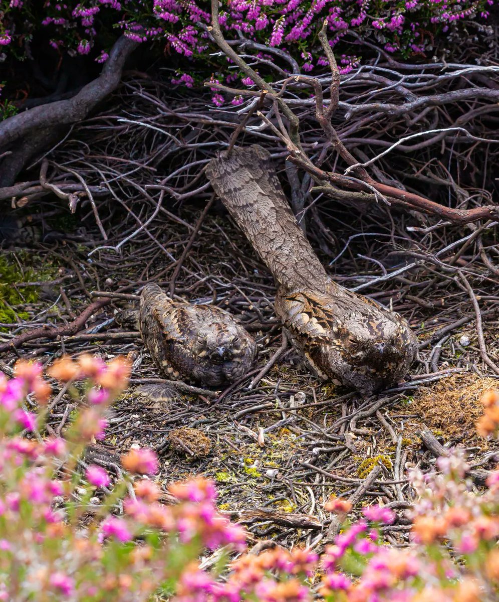 sdnpa's tweet image. It&apos;s churring season!

Nightjar are arriving after their long journey to breed on our lowland heath. Listen out for them on a warm summer evening as the sun is about to set.

#HeathlandsReunited #HelpYourHeaths #Nightjar #SouthDowns