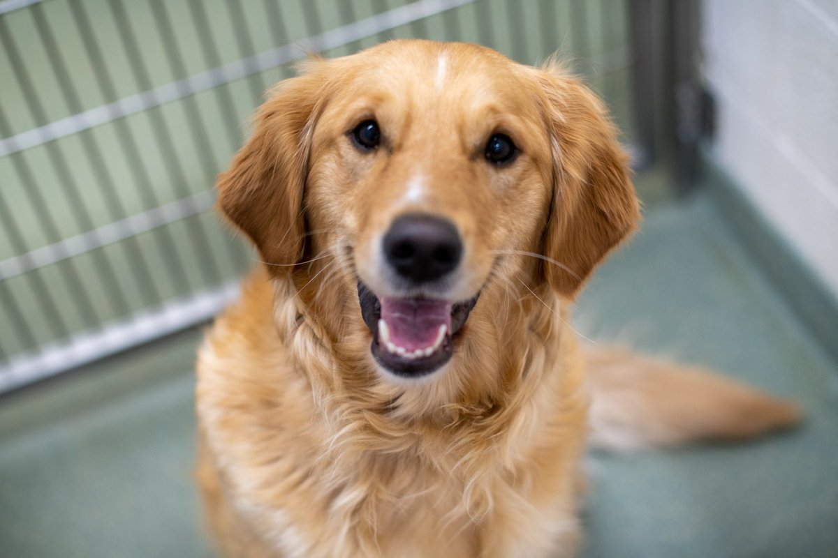 Animal_HumaneMN's tweet photo. Meet Izzy. π With a heart of gold and a friendly demeanor, this Golden Retriever is sure to be a trustworthy companion. Get to know her: https://t.co/NG6Ukb2QMR
#DogsofAHS #adoptabledog #shelterdog #dogsofmsp #AnimalHumaneMN https://t.co/R5sUWmcH53