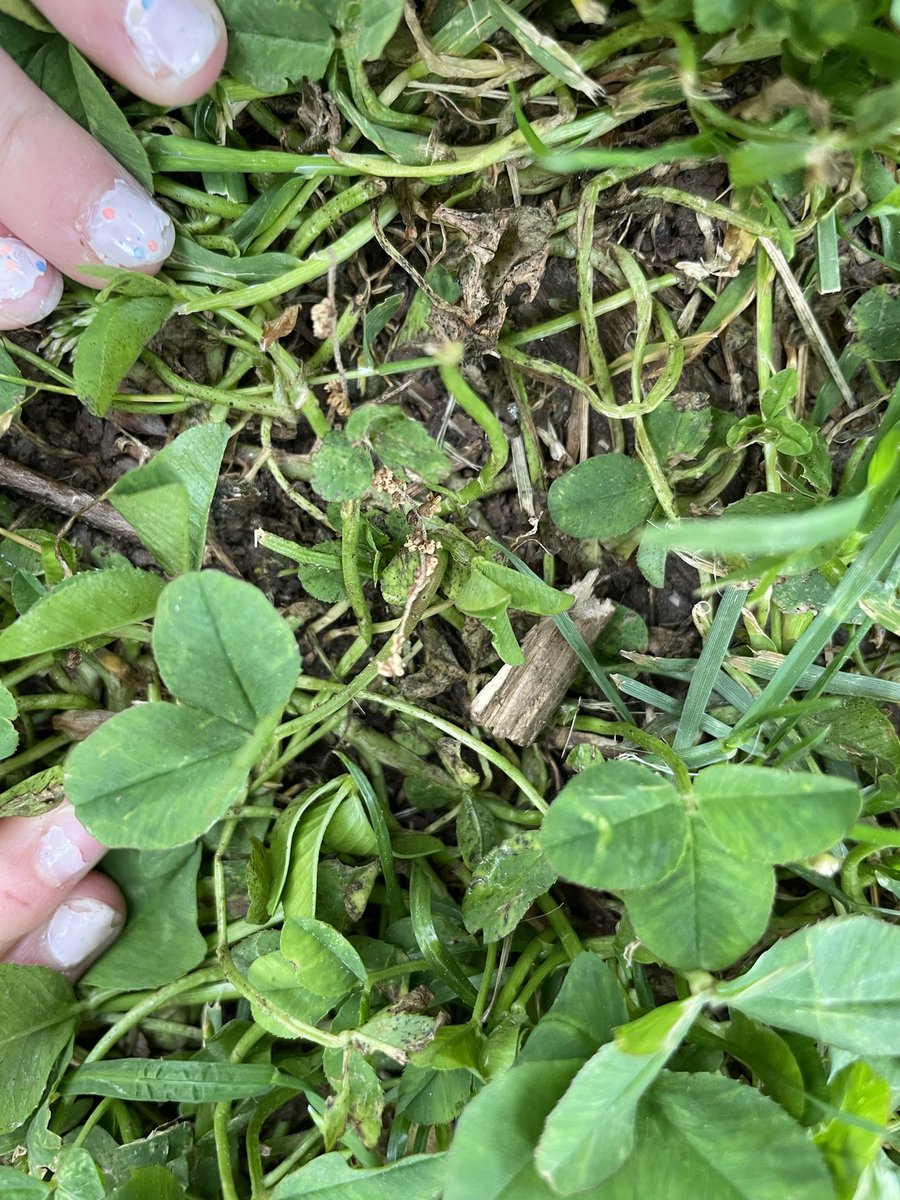 eduKatelittleDC's tweet photo. Where do you spot insects at your school? https://t.co/IL0XNsZg6B