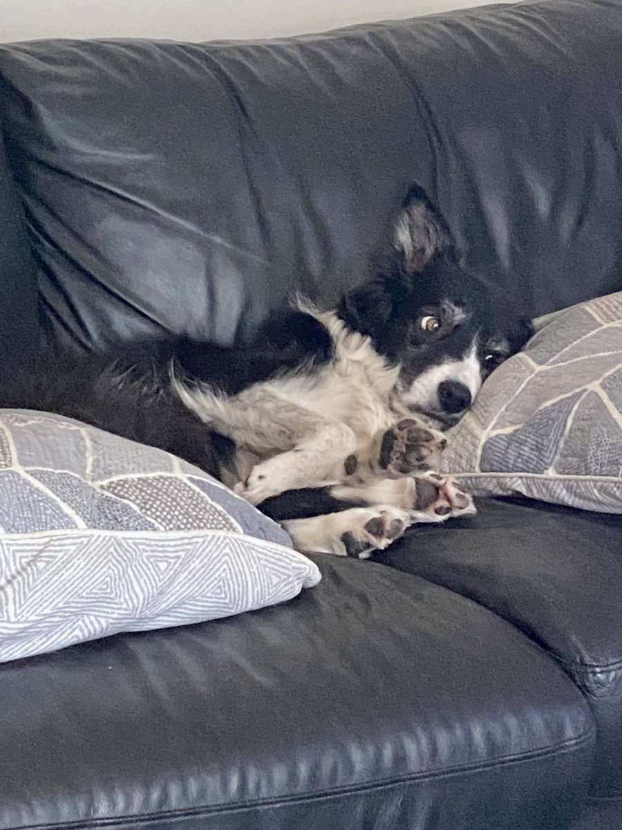 Chicacollie's tweet image. Raining again today, come on Vancouver, we need the sun! #vancouverspring ⁦@Chicacollie⁩ #vancouver #bordercollie #chicacollie