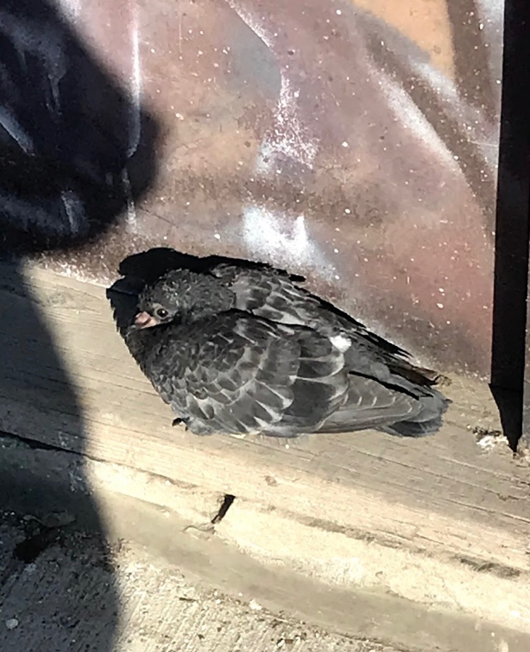 ayyomaaaa's tweet photo. THINKING ABOUT ELDERLY PIGEONS https://t.co/7TnwhhEJGe