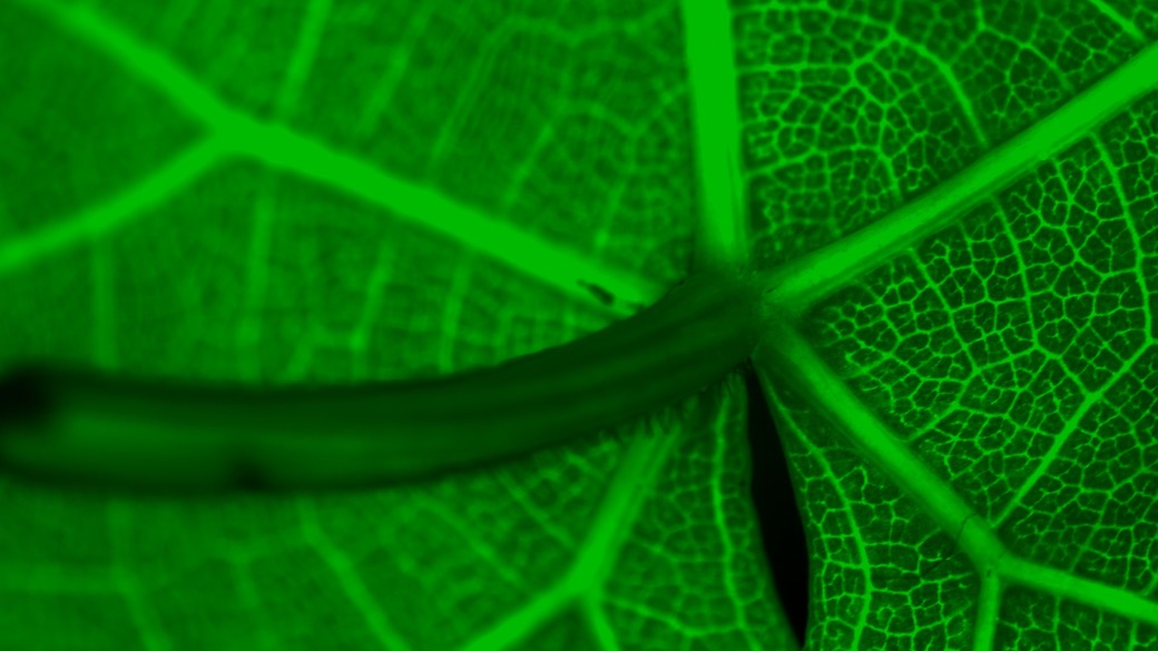 MT180FR's tweet photo. La fluorescence c’est super chouette car il est possible d’observer une multitude de choses avec. Ça donne lieu à des photos bien sympas (et on a toujours 5min pour prendre une photo à la loupe) 🌿👌👉 https://t.co/4YHzIpuTZv