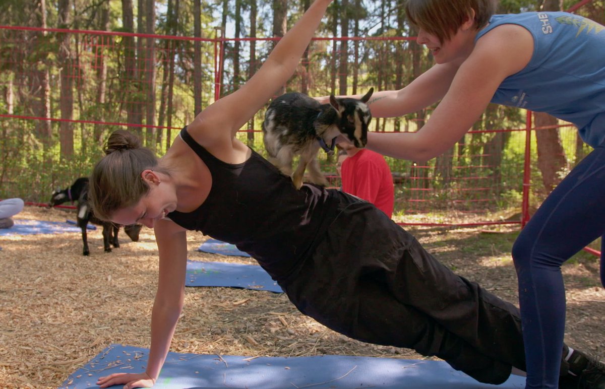 Wildrosevets's tweet photo. Goats and yoga?! This must be heaven. Head over to our youtube channel for some goat yoga 101. 
https://t.co/66rwQLy58X
#wildrosevet #yoga #goats https://t.co/2d5Ah7qMhr
