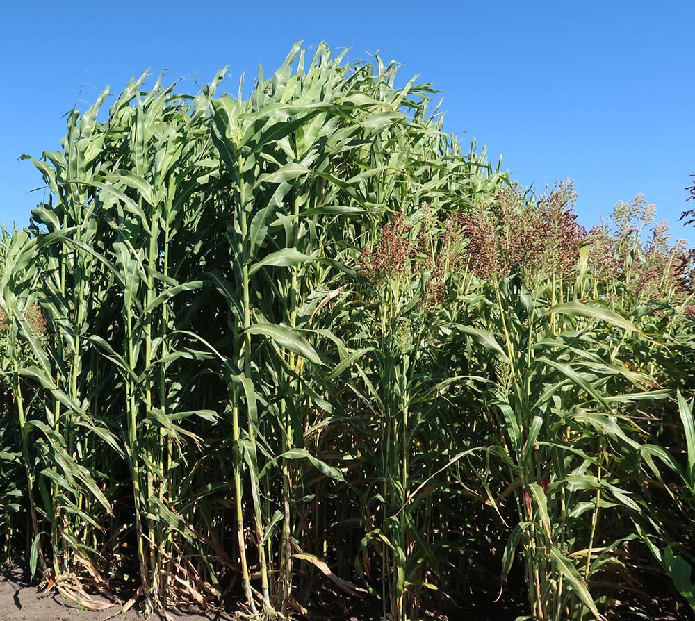 Plant Registrations (@plantreg) on Twitter photo Restorer #sorghum lines IA100RPS and IA101RPS will be valuable germplasm resources for the development of the sorghum #biofuel industry, esp. in northern latitudes doi.org/10.1002/plr2.2… #openaccess #plantbreeding <a href="/ISU_Sorghum/">ISU Sorghum</a> <a href="/isuagronomy/">Iowa State Agronomy</a> Restorer #sorghum lines IA100RPS and IA101RPS will be valuable germplasm resources for the development of the sorghum #biofuel industry, esp. in northern latitudes doi.org/10.1002/plr2.2… #openaccess #plantbreeding <a href="/ISU_Sorghum/">ISU Sorghum</a> <a href="/isuagronomy/">Iowa State Agronomy</a>