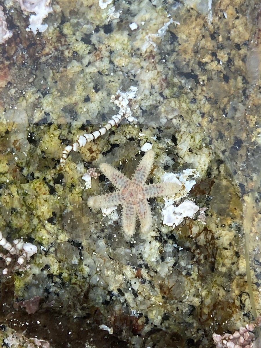 limpetsnews's tweet photo. Don't forget that you are a star!! โญ๏ธโญ๏ธโญ๏ธ
#leptasterias #sixarmedseastar #limpetsmonitoring #HappyThursday #seastar https://t.co/rZyj5QopaQ