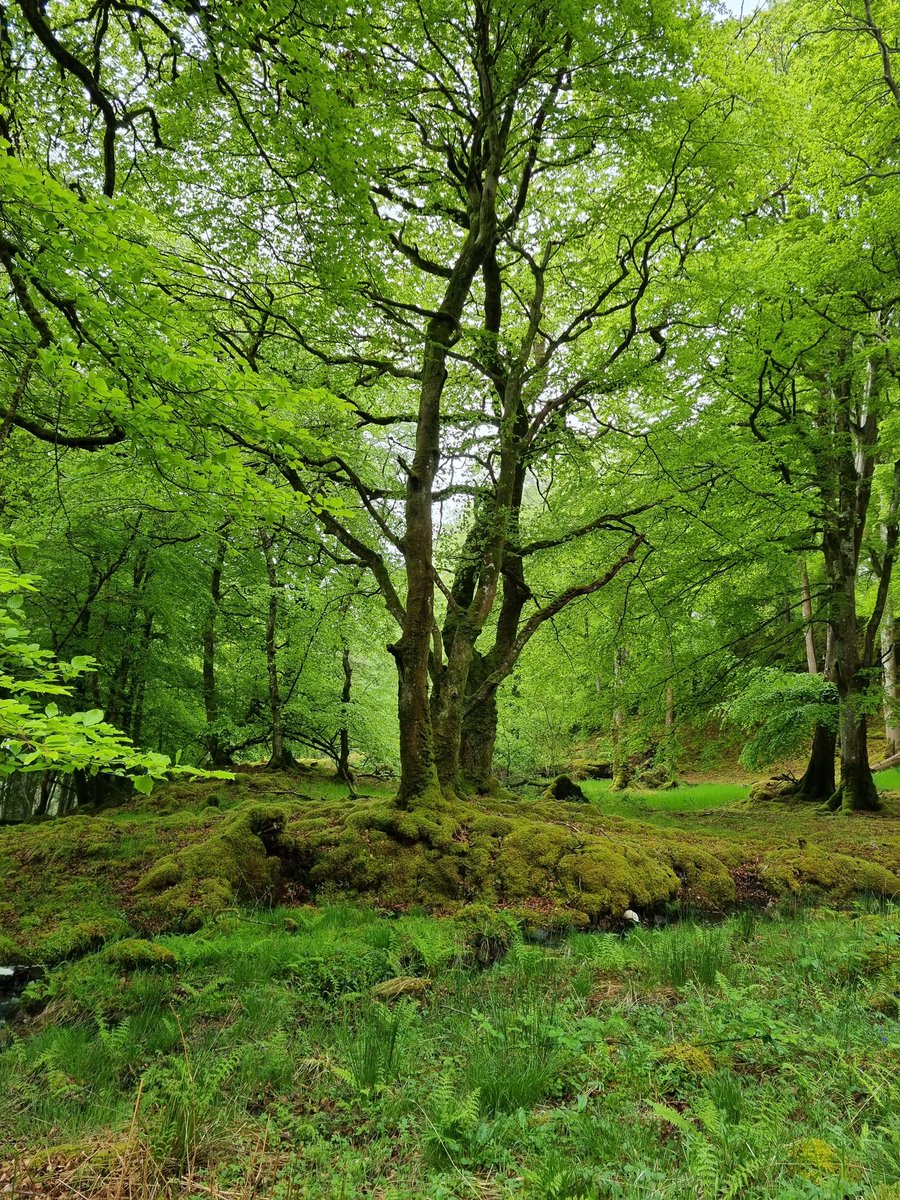 A greener shade of green @isleofulva @UFLDO #Mull