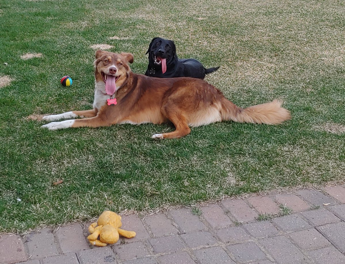 ChelseaPCross's tweet photo. Our dog Gertie (tan) and our past foster Rosie (black lab) reunited this week and it was both very fun and also a great reminder that their collective energy is too much for one household. https://t.co/L7muImZLfu