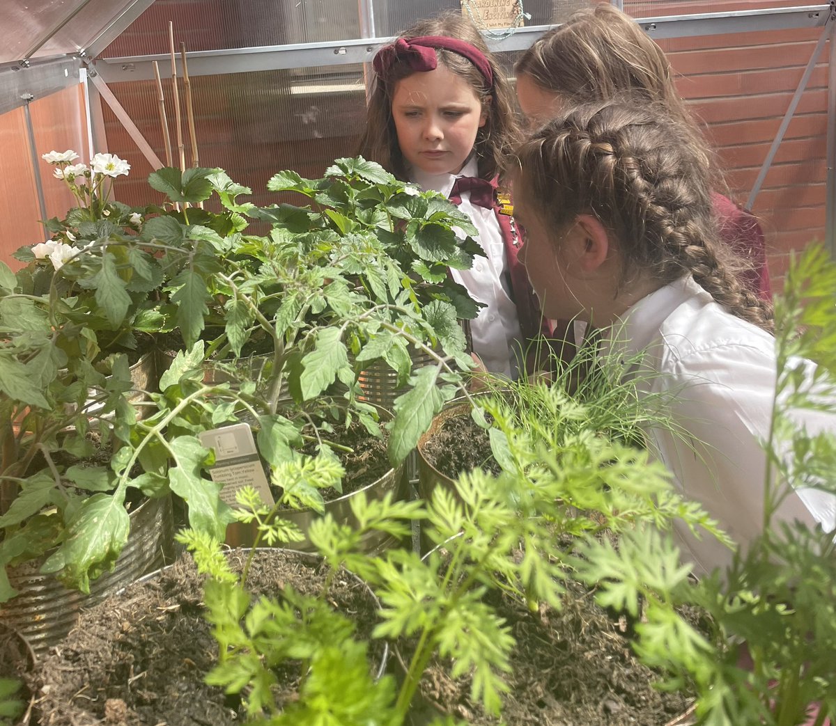 Planting with our wonderful year 3 this afternoon, the kitchen greenhouse is coming along wonderfully. <a href="/AKSSchool/">AKS Lytham</a> <a href="/AKSPrepSchool/">AKS Nursery and Preparatory School</a>