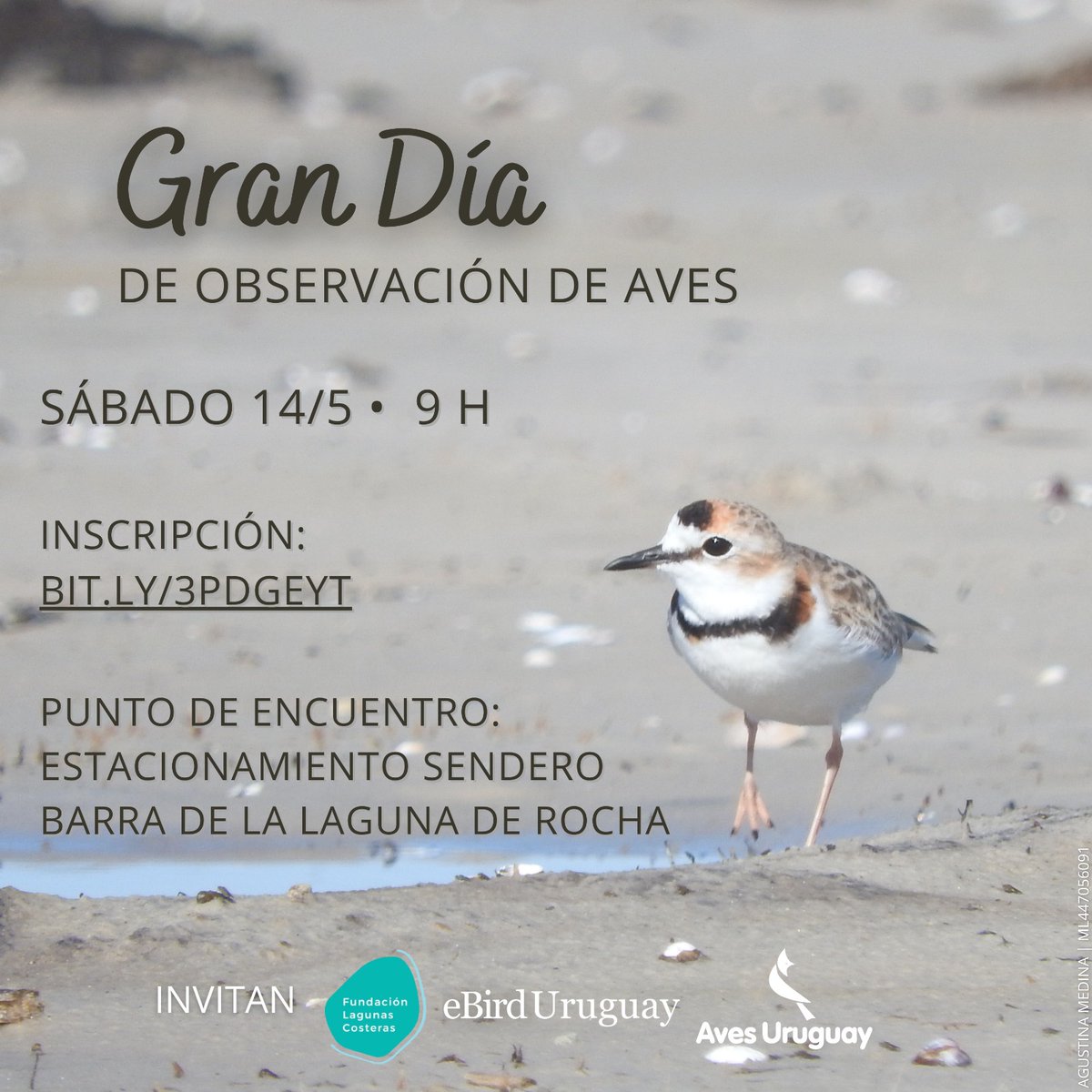Más actividades en el Global Big Day
📌 Laguna de Rocha
Inscribite: docs.google.com/forms/d/e/1FAI…