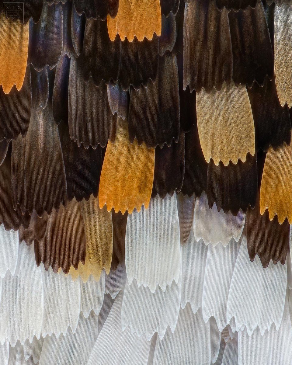 sagaOptics's tweet photo. Painted Lady, Vanessa cardui, wing scales.
#wings #wing #scales #flügel #flügelschuppen #fokusstacking #focusstackking #microscope #micrsocopy https://t.co/SnPZsVojyT