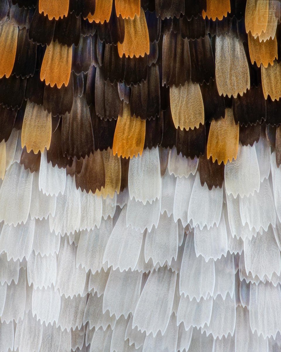 sagaOptics's tweet photo. Painted Lady, Vanessa cardui, wing scales.
#wings #wing #scales #flügel #flügelschuppen #fokusstacking #focusstackking #microscope #micrsocopy https://t.co/SnPZsVojyT