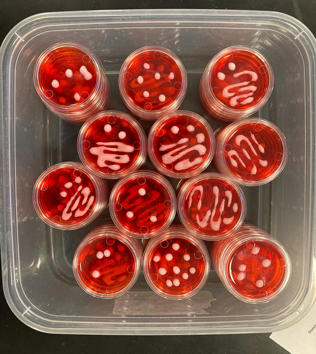 One of my students made these as we celebrated the seniors on their final day of class with breakfast. Red jello with frosting colonies in petri dishes. Coolest potluck item EVER!