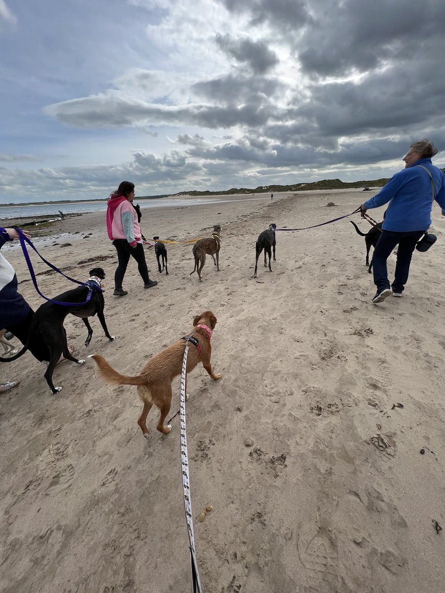 Last meet up for this trip with #houndsoftwitter lots of jumps spins and smells