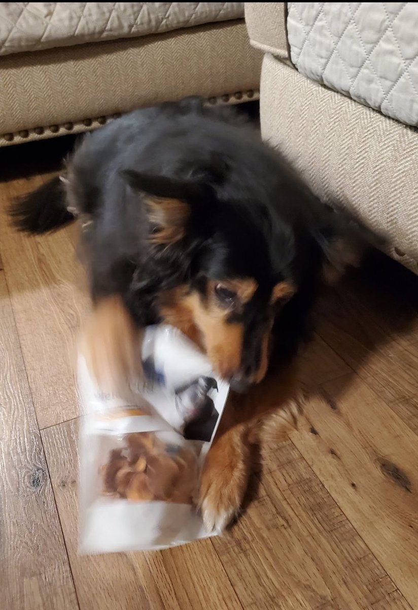 Good girl Lego tearing into her bag 15/10 sweet potato treats. She will not share with her brother