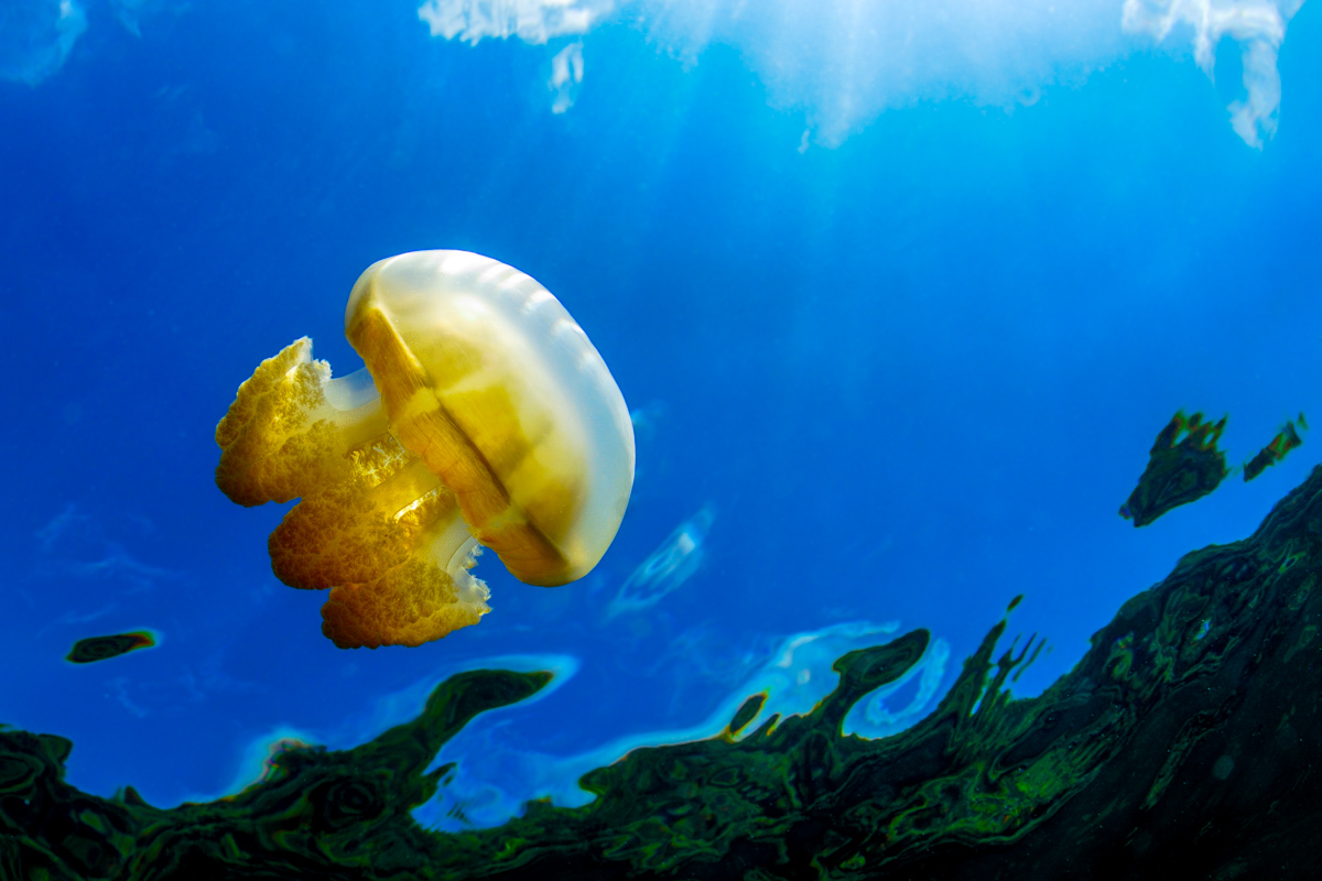 CoralReefFish's tweet photo. Jellyfish lake in Palau is a fantastic place. Some years ago I spent a few hours there taking pictures, and just before getting out of the water I started looking up from just below the surface. This was my surreal view. https://t.co/GHcRHMMvLF