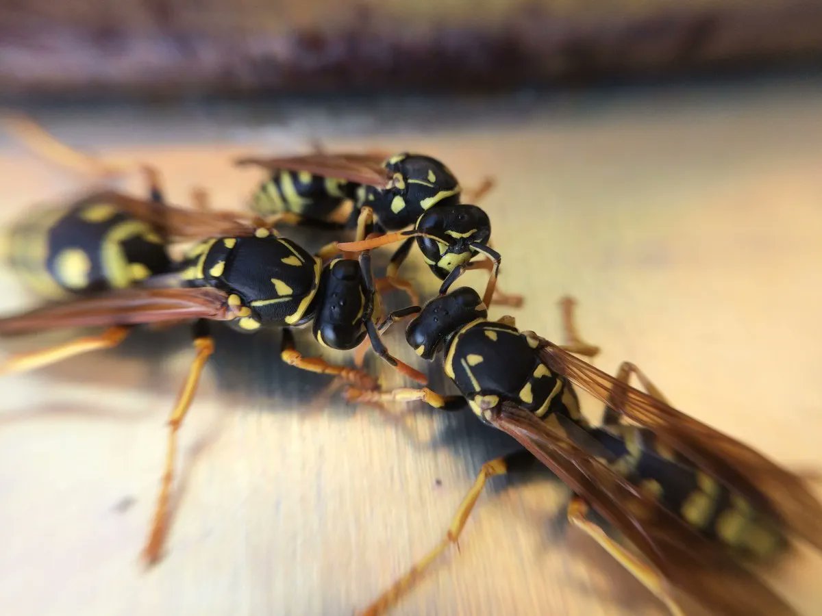 Be on the watch for social wasp nests like paper wasps, which build their nests near windows, eaves, shrubs and building entries. If this is a high-traffic area, treatment of the nest is recommended to protect people potential stings. buff.ly/39cP0ww