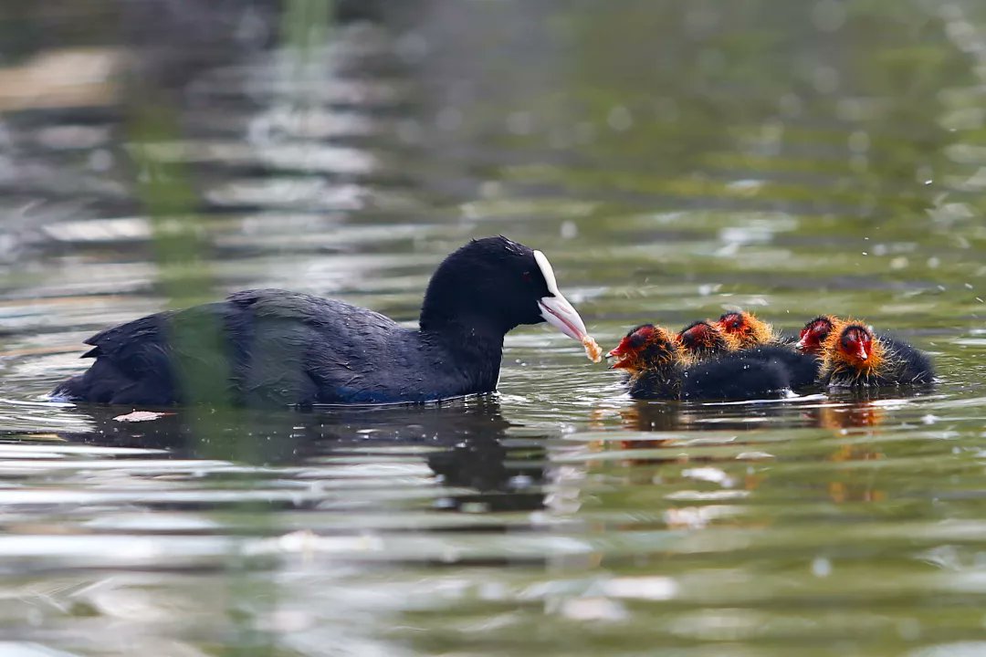 DPvanLoo's tweet image. Jonge meerkoetjes blijven leuk om naar te kijken. #Emmen #parcsandur #meerkoet