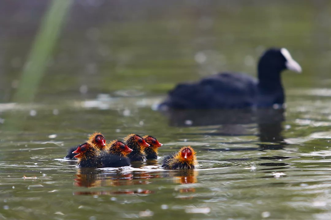 DPvanLoo's tweet image. Jonge meerkoetjes blijven leuk om naar te kijken. #Emmen #parcsandur #meerkoet