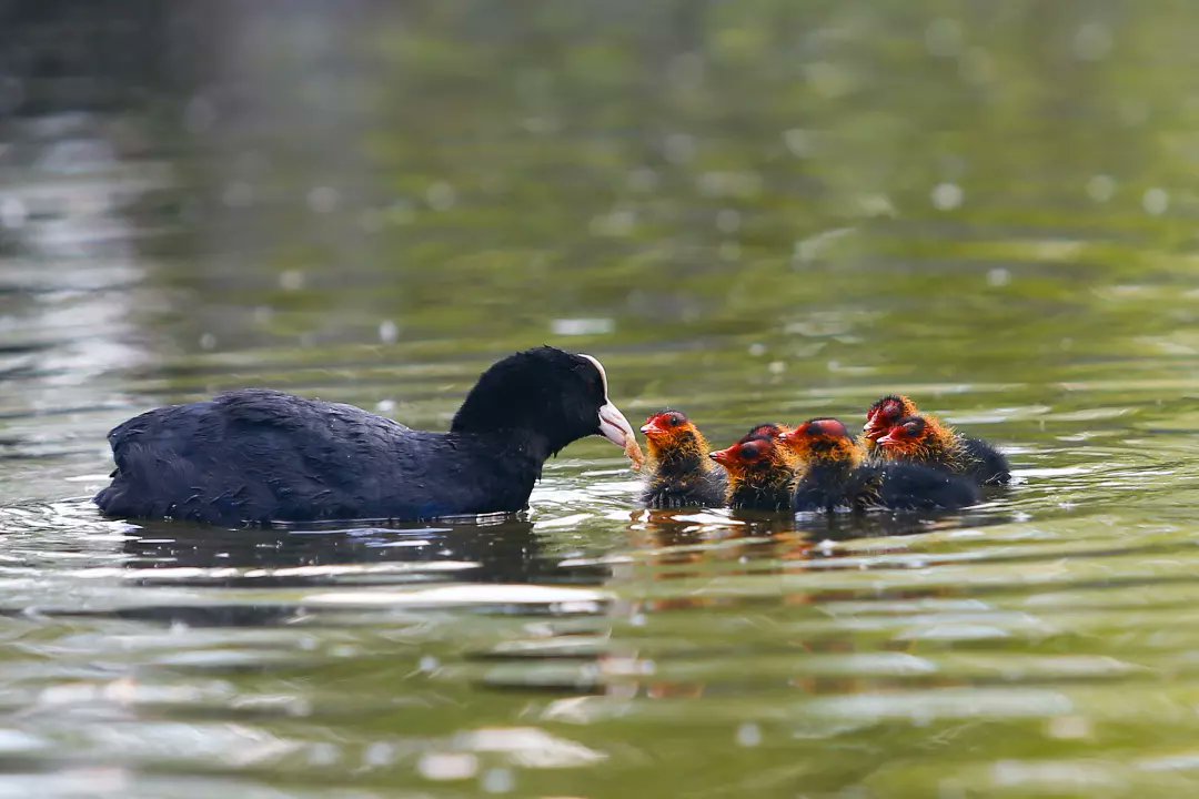 DPvanLoo's tweet image. Jonge meerkoetjes blijven leuk om naar te kijken. #Emmen #parcsandur #meerkoet