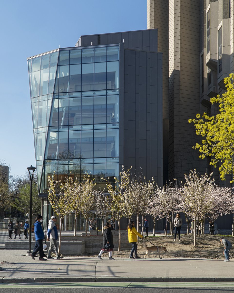 DiamondSchmitt's tweet photo. Cherry blossoms are in full bloom outside #RobartsCommon - the new addition to #RobartsLibrary @UofT. To accommodate the new plaza that leads to the Common’s new Huron Street entrance, we strategically reconfigured the trees to create a hanafubuki or #cherryblossom blizzard. https://t.co/yE5CXjqhaZ