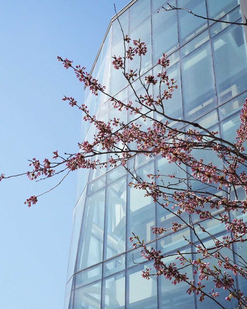 DiamondSchmitt's tweet photo. Cherry blossoms are in full bloom outside #RobartsCommon - the new addition to #RobartsLibrary @UofT. To accommodate the new plaza that leads to the Common’s new Huron Street entrance, we strategically reconfigured the trees to create a hanafubuki or #cherryblossom blizzard. https://t.co/yE5CXjqhaZ