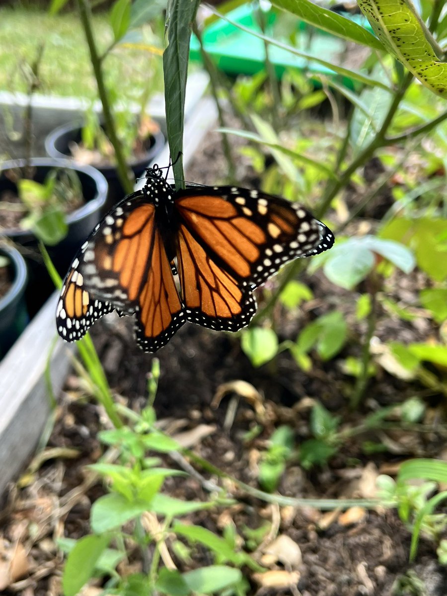 KellyTess1519's tweet photo. So many Monarchs today 🤍🦋#butterfly #butterflies #monarchbutterfly https://t.co/IdgFScckfX