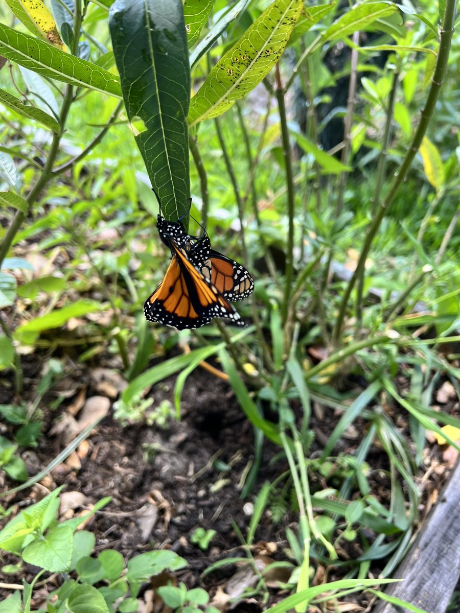 KellyTess1519's tweet photo. So many Monarchs today 🤍🦋#butterfly #butterflies #monarchbutterfly https://t.co/IdgFScckfX