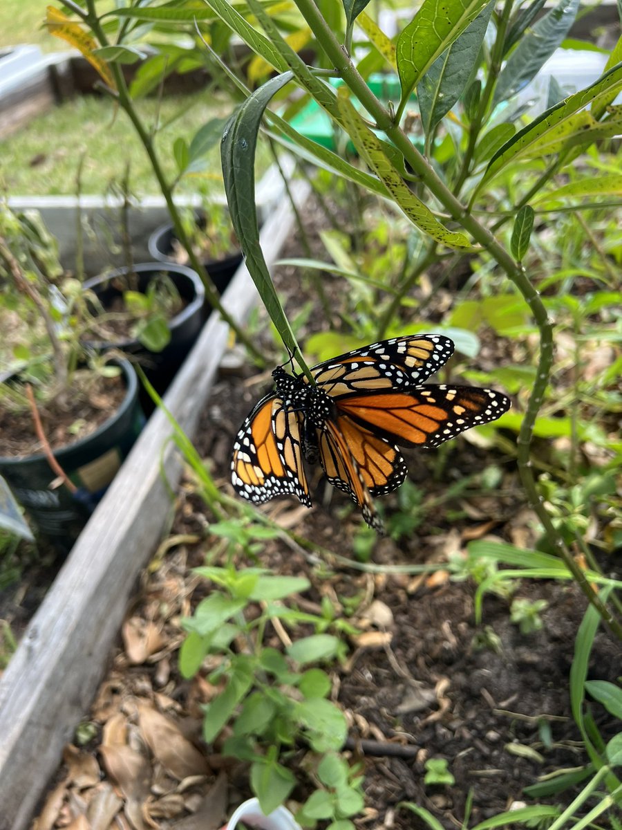 KellyTess1519's tweet photo. So many Monarchs today 🤍🦋#butterfly #butterflies #monarchbutterfly https://t.co/IdgFScckfX