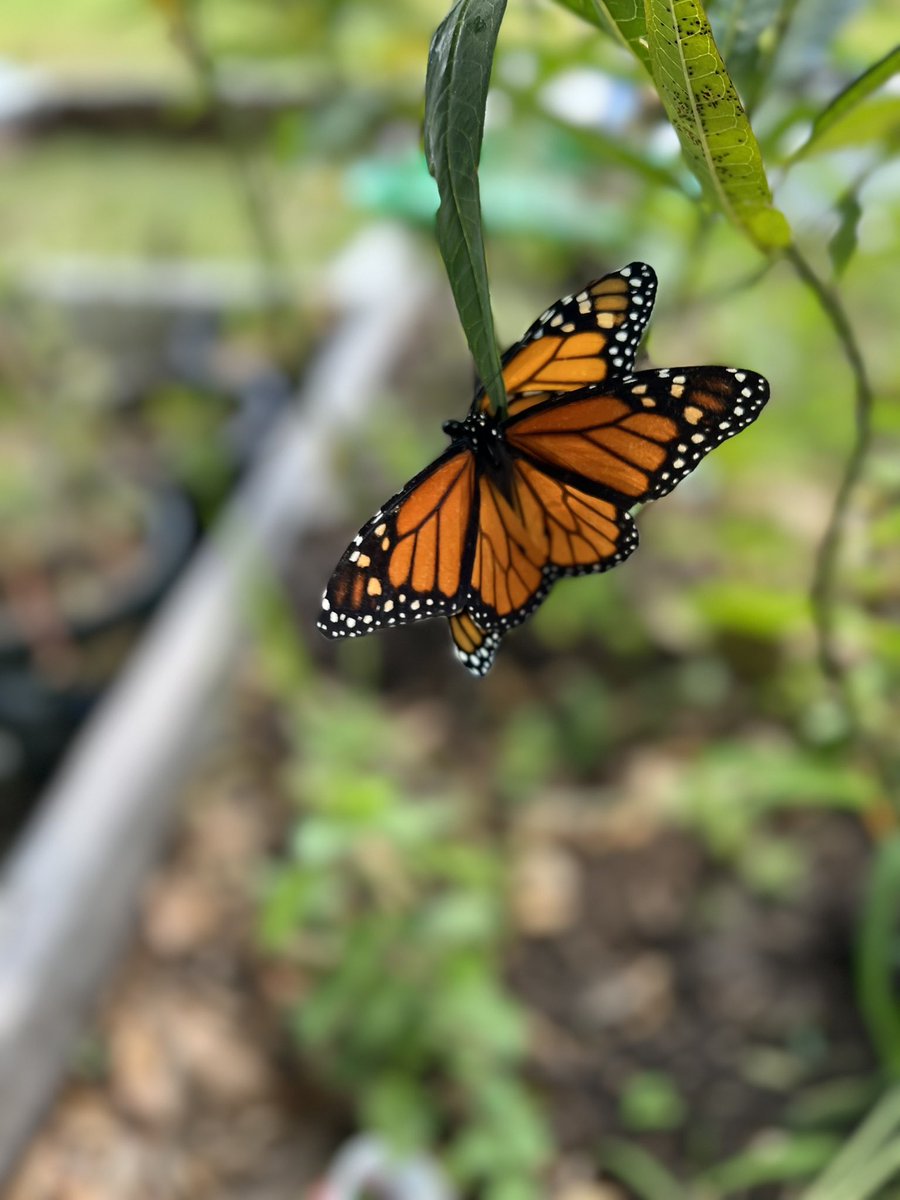 KellyTess1519's tweet photo. So many Monarchs today 🤍🦋#butterfly #butterflies #monarchbutterfly https://t.co/IdgFScckfX