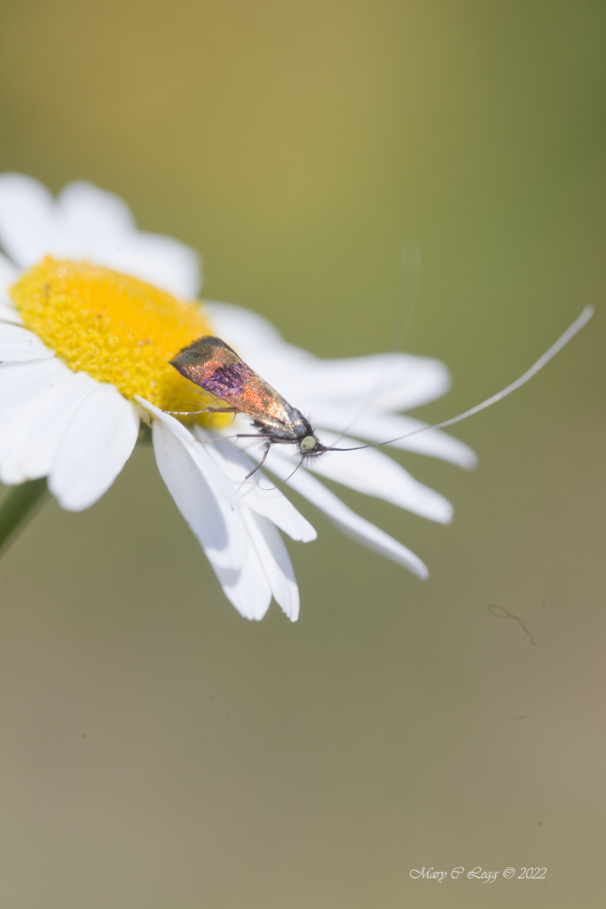 pogomcl's tweet photo. #macrohour #MacroHour @thePhotoHour #thePhotoHour #mothsmatter Horehound Longhorn, Nemophora fasciella @broadgavin #shinything https://t.co/4qCdHaZZeW
