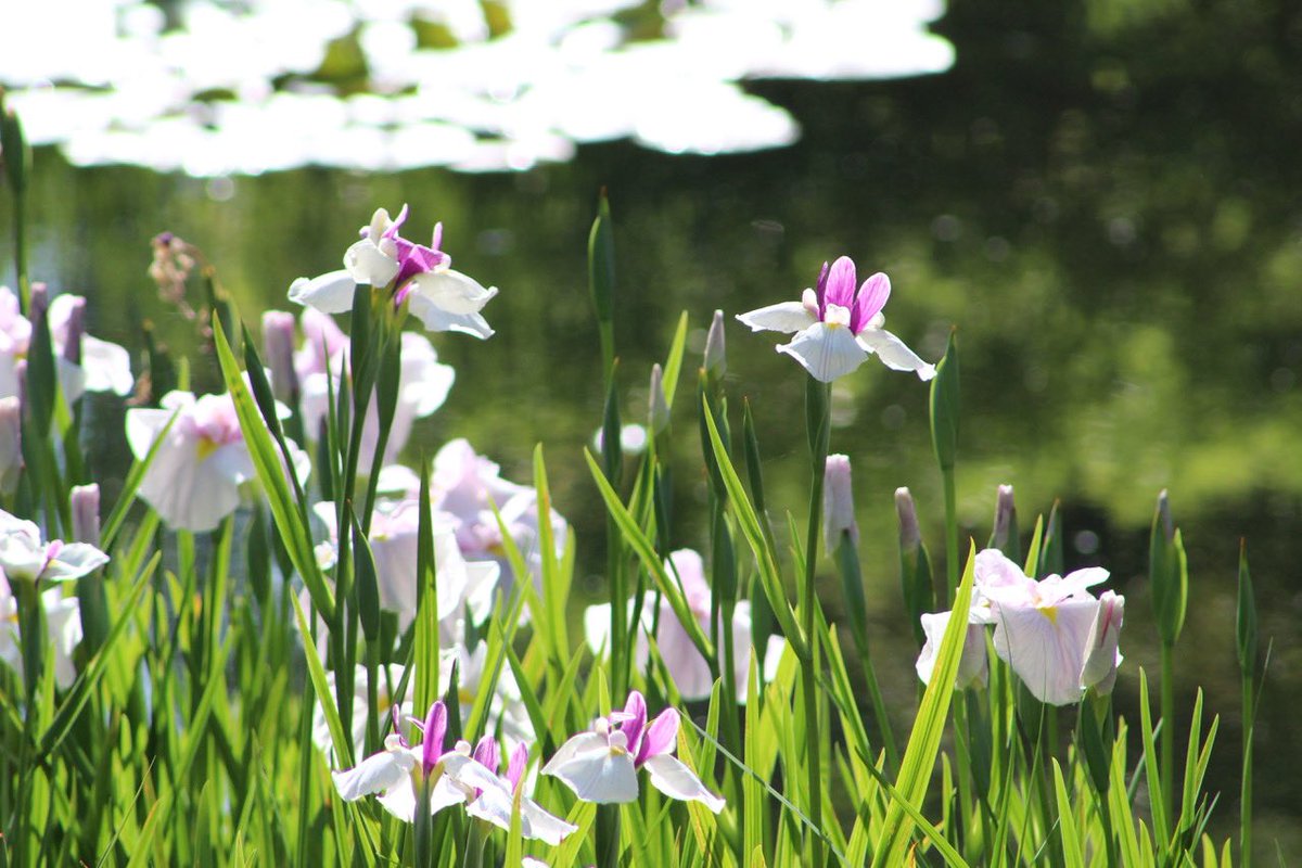 Great Saturday out:<a href="/LI_SouthEast/">LI South East</a> to @wakehurst_kew explore new way of managing important plant collections + addressing #climatechange by making innovative changes #prairie #seedbank Book bit.ly/3spGW2i -Great #horticulture + #landscapes. <a href="/talklandscape/">Landscape Institute</a> <a href="/landscapecareer/">#ChooseLandscape</a>