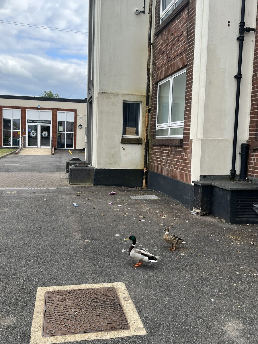 TipperHatti's tweet photo. Some ducks decided to come to school today ☺️🦆 @robertbms https://t.co/PecssTfF5Z