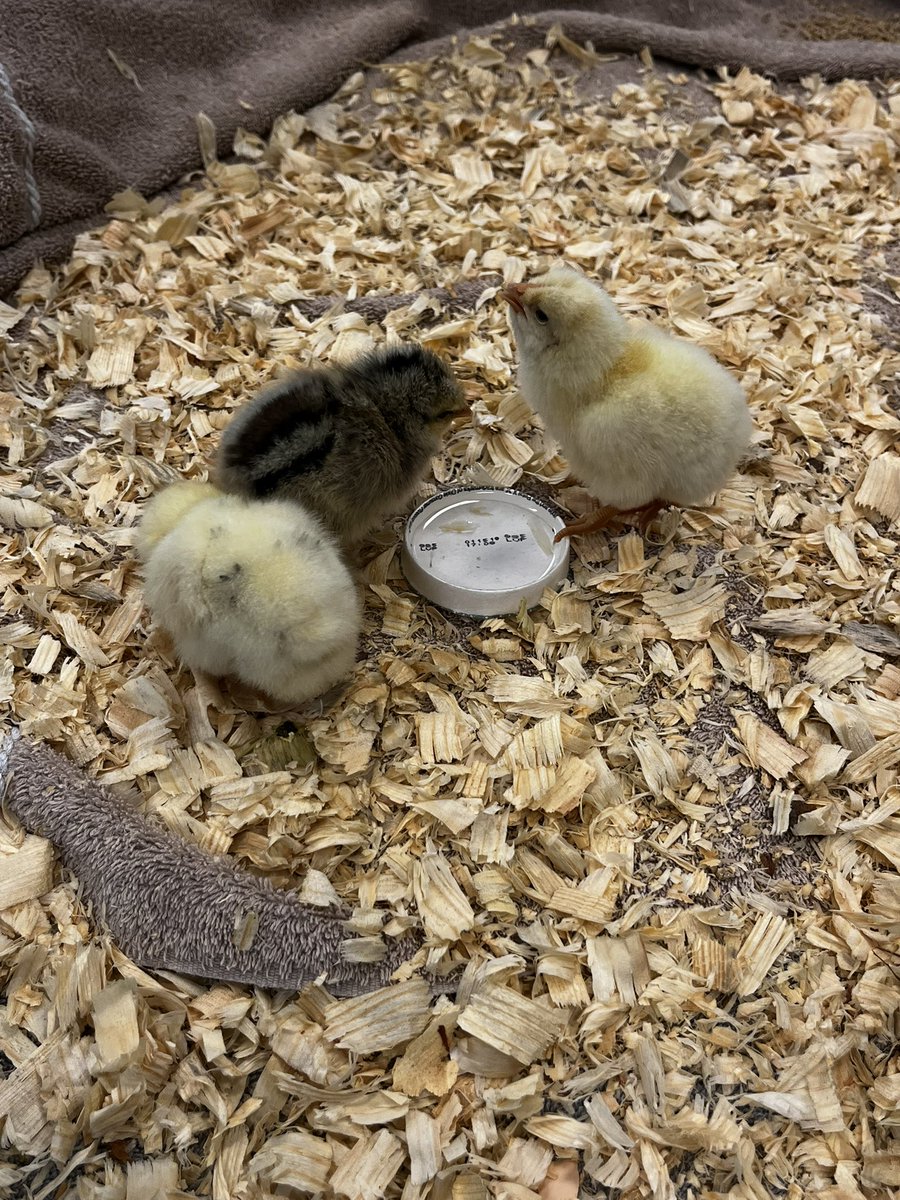 Ms. Stiles tweet media