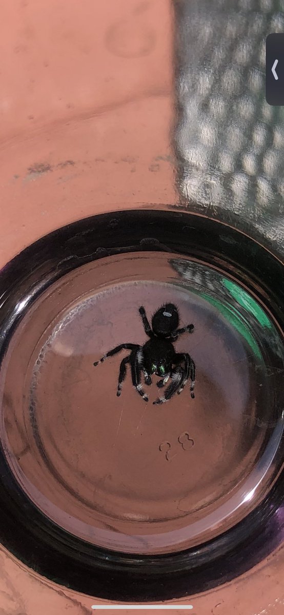 medmond9's tweet photo. This guy was on me today #spider #whatkind? https://t.co/X1ImTiiQNx