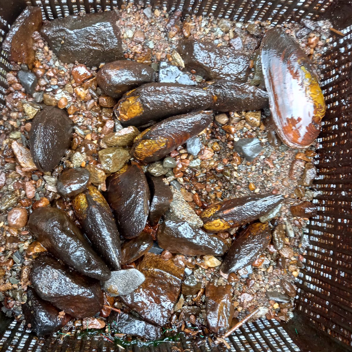 Elvira de Eyto tweet media