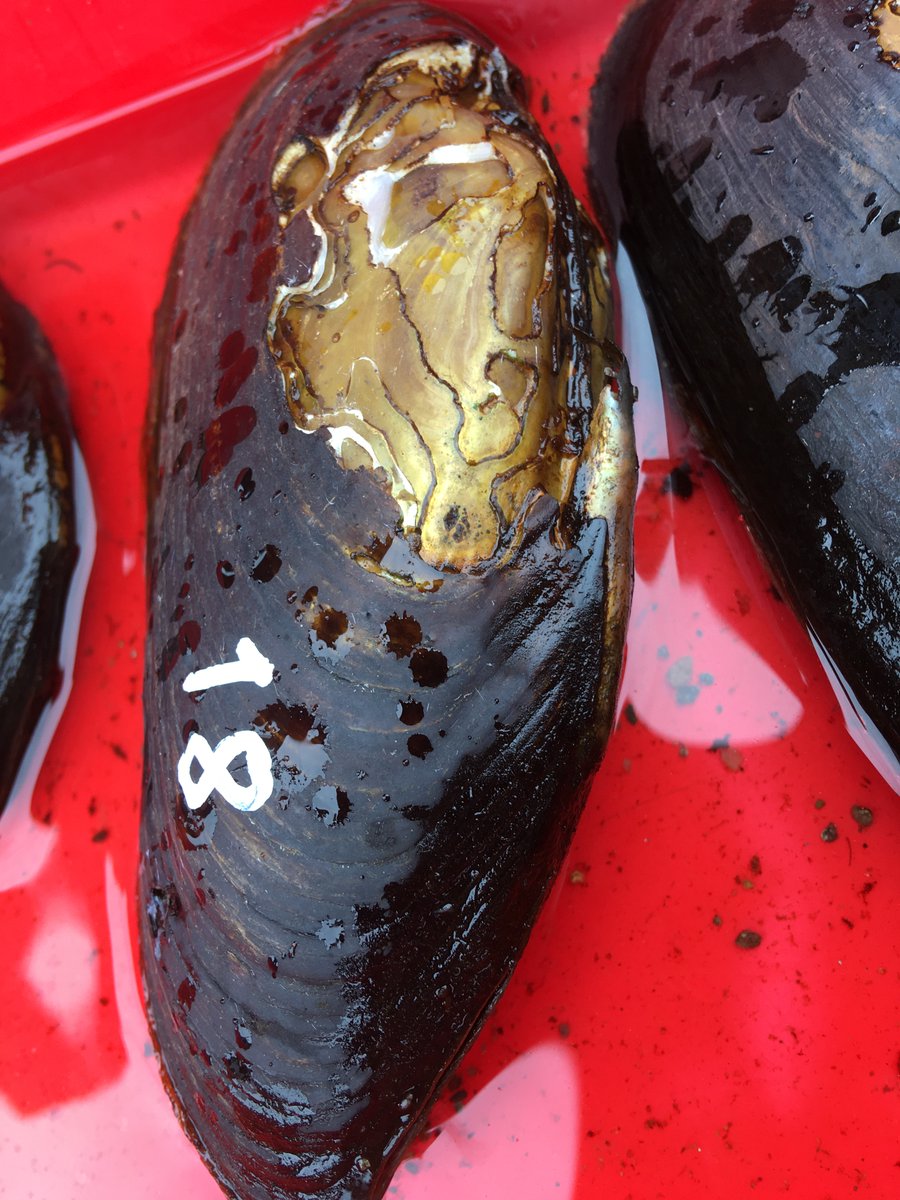 Great to meet Jurgen Geist &amp; Ralph Kuehn when they came to get DNA samples from the #FreshwaterPearlMussel captive population in <a href="/MarineInst/">Marine Institute</a>. This is a @npwsBioData <a href="/DeptHousingIRL/">Department of Housing, Local Government & Heritage</a> funded project investigating genetic diversity in FPMs around 🇮🇪 <a href="/EvelynMoorkens/">Evelyn Moorkens</a> <a href="/ElizabethRyder7/">Elizabeth Ryder</a>