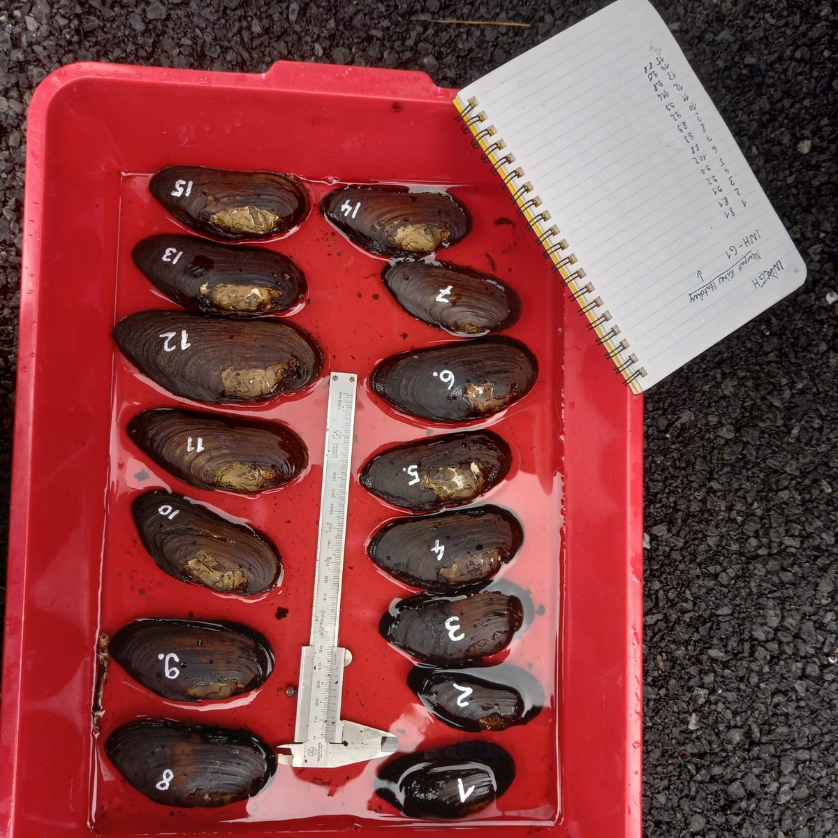 Elvira de Eyto tweet media