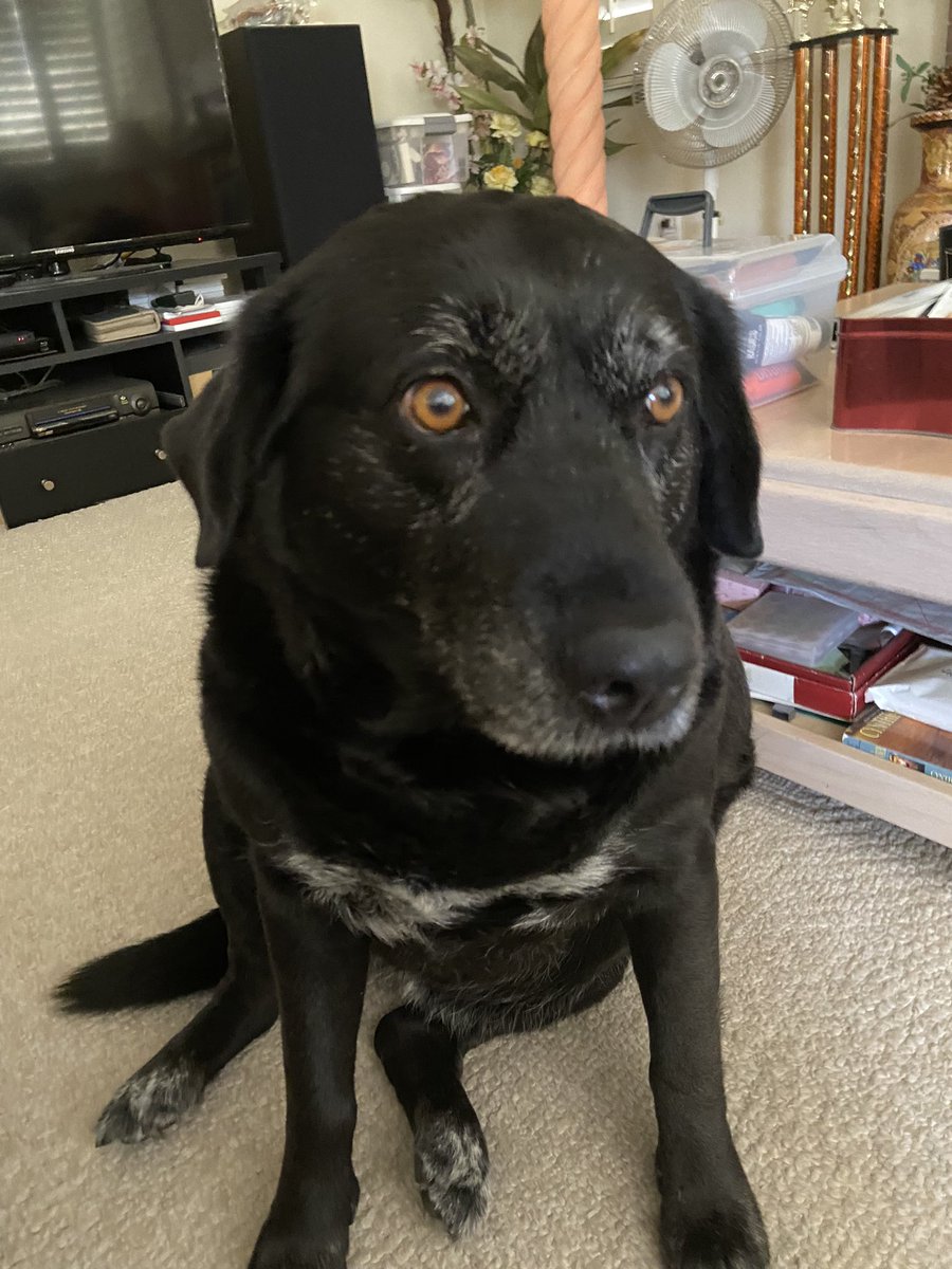 CentauriWest's tweet photo. @ClaireMax Bummed y’all won’t be able to make it to the shoot but have a dog pic as consolation! Feel better friend! https://t.co/Or0lGspILD