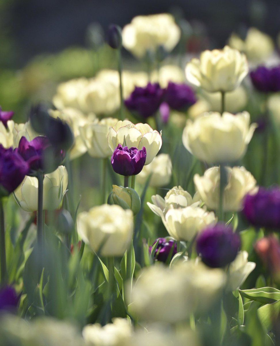 It’s the most beautiful time of year in Ottawa! 😍 Don’t miss <a href="/CdnTulipfest/">Canadian Tulip Festival</a> May 13-23!🌷🌷🌷

#MyOttawa #Ottawa #DiscoverON #ExploreCanada