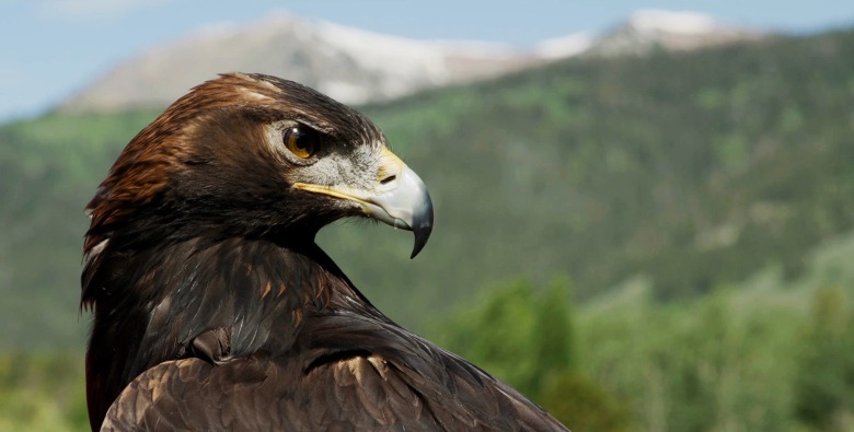 The powerful cinematography and vision of filmmakers Melissa &amp; David Rohm of Wild Excellence Films masterfully blends scientific research &amp; storytelling in their new documentary film Golden Eagles: Witnesses to a Changing West. 
mountainjournal.org/plight-of-gold…