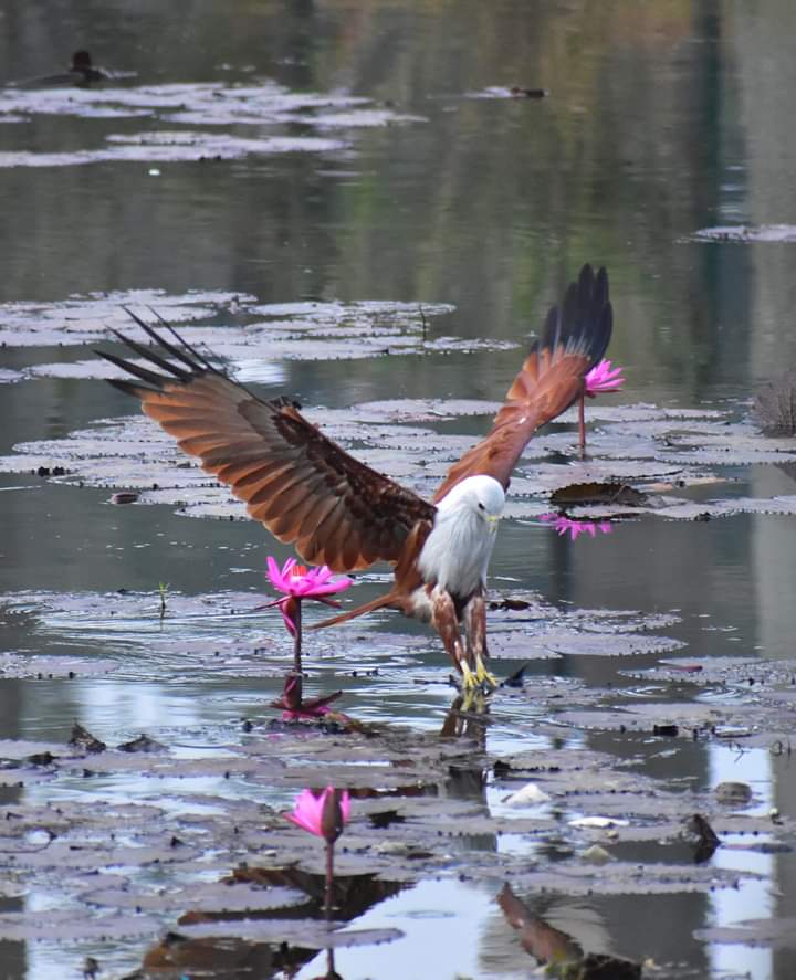 vishwaroopa19's tweet image. Red Backed seaEagle the movement of impact, Nikon Gears, 2017
#NaturePhotography
#BirdsSeenIn2021
#beauty
#wildindiaecotours #birds #birdphotography #birdwatching #wildlifephotography #twitternaturecommunity #IndiAves #Luv4Wilds @Avibase