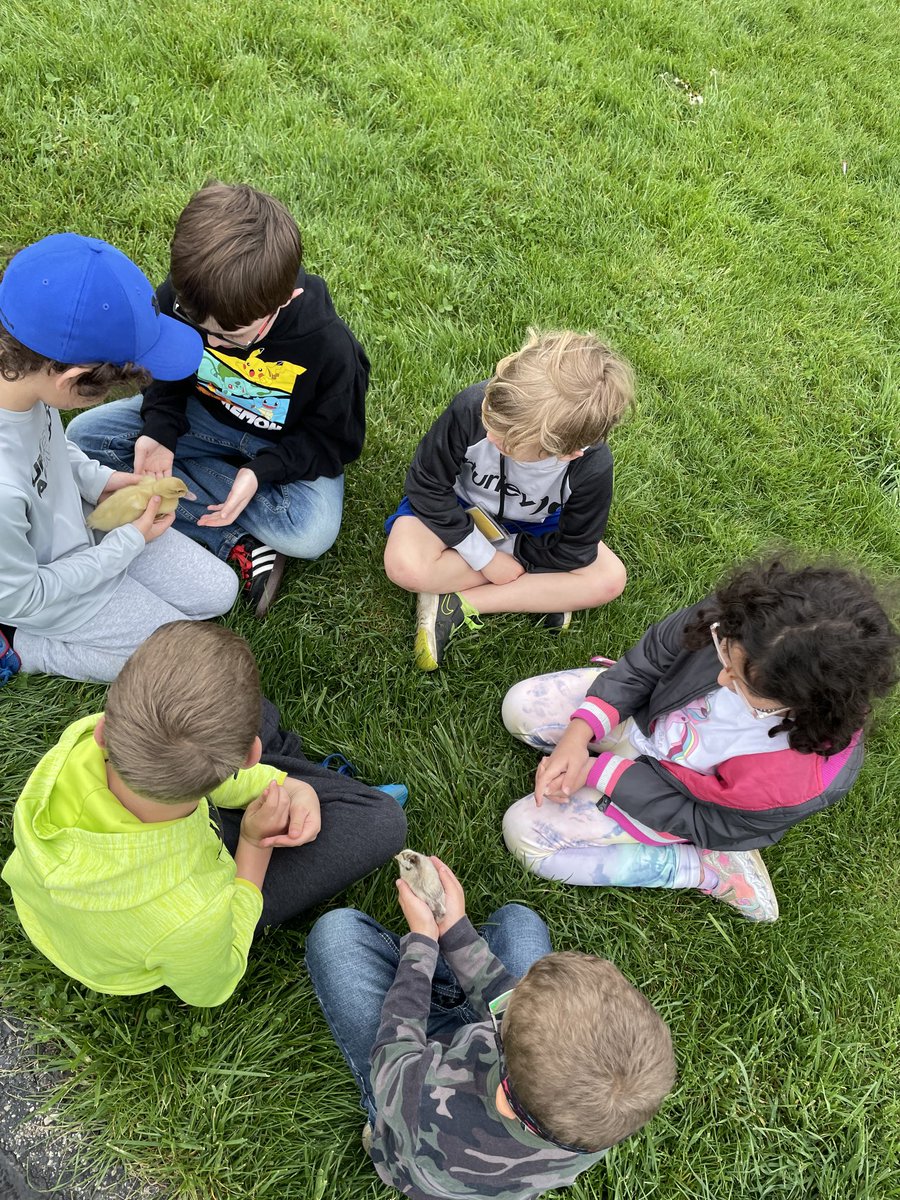 Emily_Kelly25's tweet photo. Our 4th grade buddies showed us the chicks and ducks they have been studying! Thanks ⁦@TenyTribe⁩ you are the best buddies! ⁦@BNLC_HCSD⁩ https://t.co/zcMbYfgj1Q